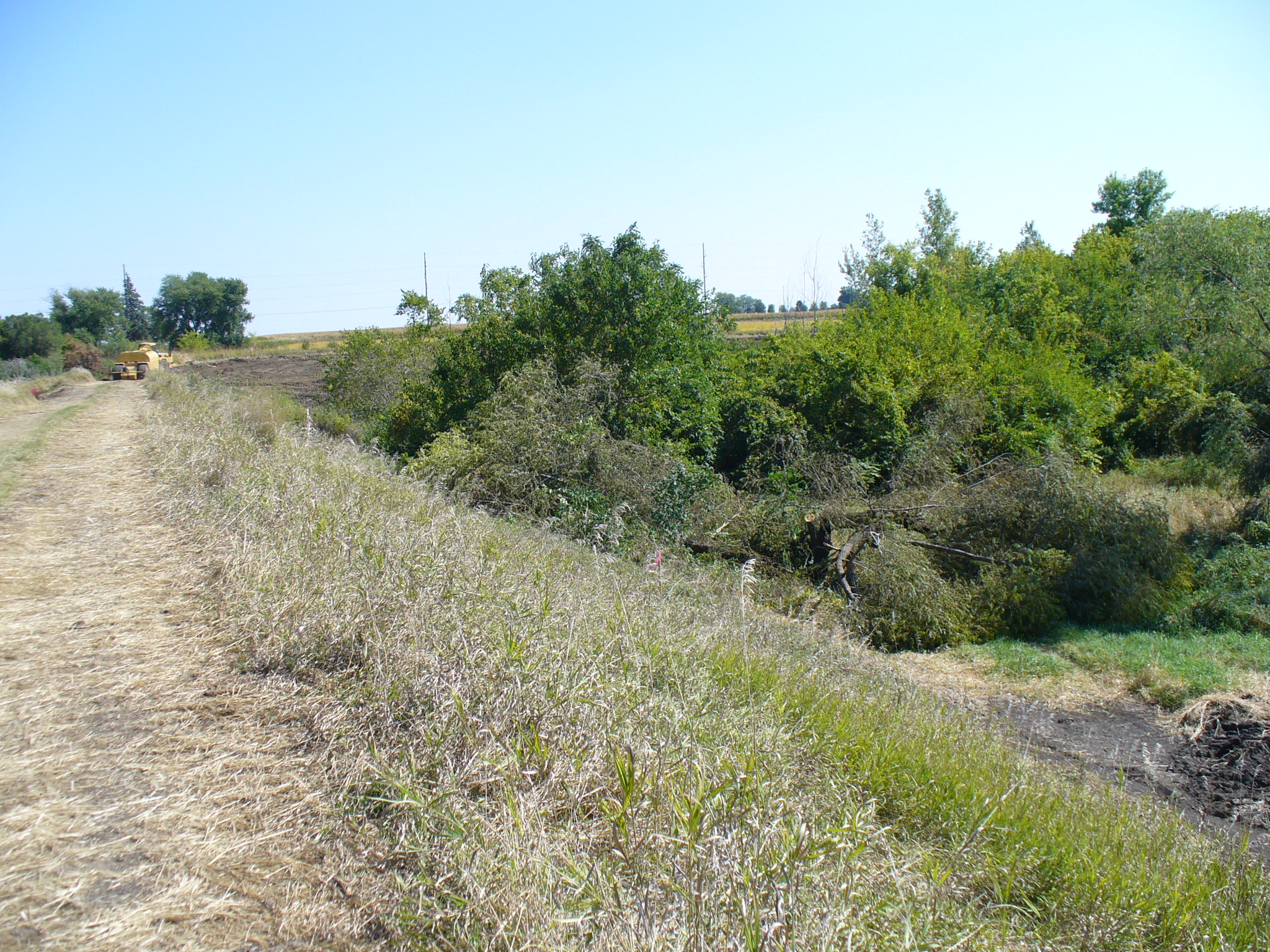 The tree tops are wired down to create fish habitat. 